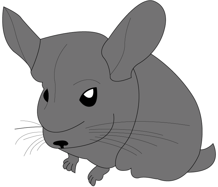Mr Fat Potato the chinchilla