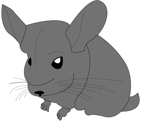 Mr Fat Potato the chinchilla